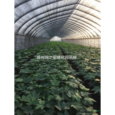 供應八角金盤容器苗20000棵，毛球10000棵精品粗壯