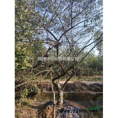 沙樸大規(guī)格25公分/30公分/35公分/55公分出售