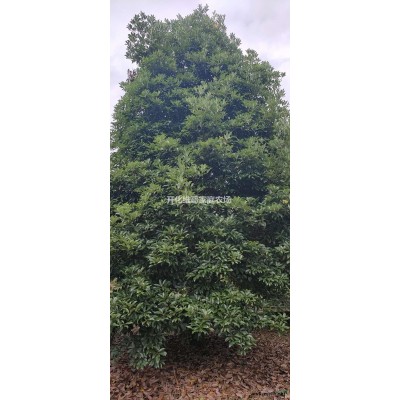 優質特價紅白玉蘭產地直銷，供應紅白玉蘭12-28公分