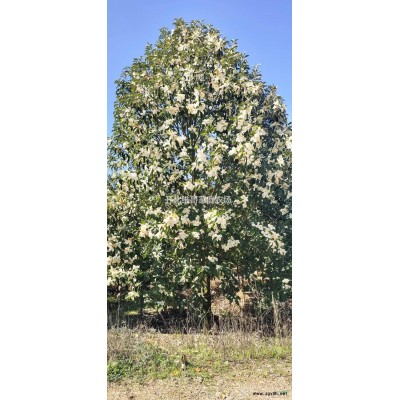 優質特價刨花楠產地直銷 刨花楠大量供應 刨花楠行情走勢