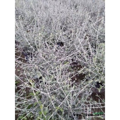 凌霄苗1-6公分質量好，大小規格*，容器苗地栽苗都有