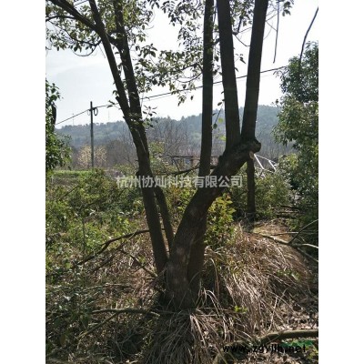 供應(yīng)精品拖地羽毛楓規(guī)格5-15公分