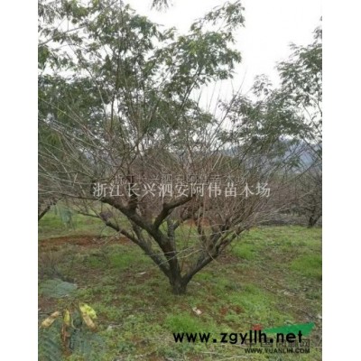 精品含笑供應/精品含笑圖片