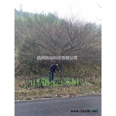 供應(yīng)精品12-18/20-25公分七葉樹(shù)