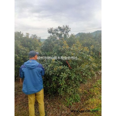 供應(yīng)大規(guī)格紅葉石楠深山含笑8/15公分