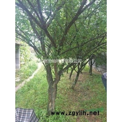 供有大規格雞爪槭20公分22/23有30支
