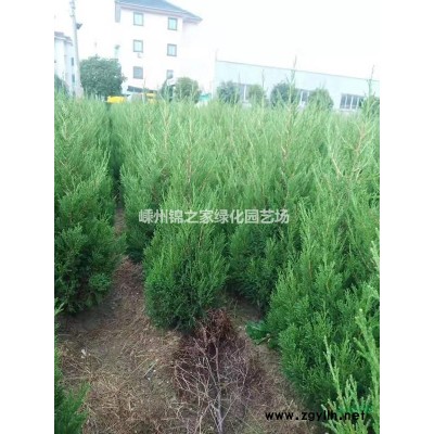 金葉滿天星2加侖，數量3000，顏色漂亮，蓬型好，價格實惠