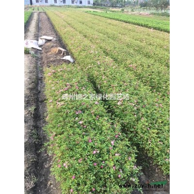 浙江玉簪苗價格，嵊州玉簪苗基地，華東地區玉簪苗批發便宜