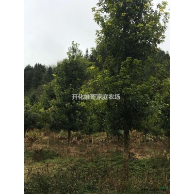 優質特價紫楠產地直銷
