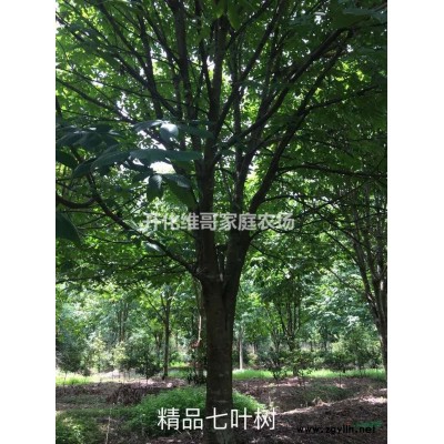 優質特價乳源木蓮 產地直銷  歡迎來電咨詢