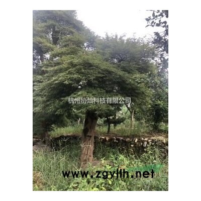 供應(yīng)精品10-28公分殺頭冒杜英及原生杜英出售