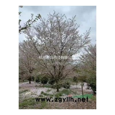 供應(yīng)大規(guī)格八月桂30-40公分有20支出售