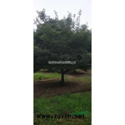 精品形態(tài)藝術(shù)紅楓雞爪槭規(guī)格7-15公分