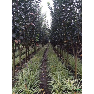 紅梅產地直銷D2-15規格*，量多品種優質，樹形好價格實惠