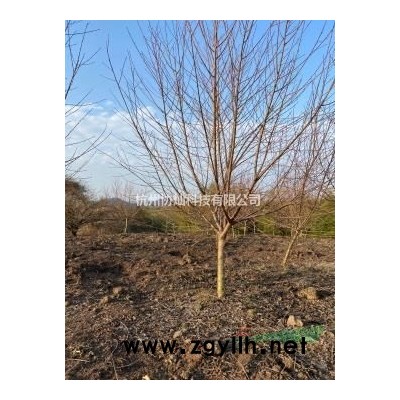 有精品藝術(shù)形狀樹(shù)形態(tài)紅梅15-20公分紅梅綠梅