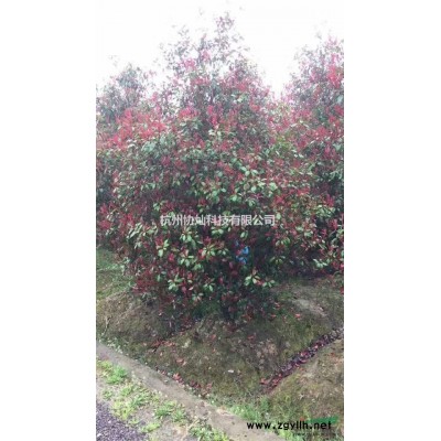 供有大規(guī)格紅葉石楠3米加3米和2.5*2.5米有100支
