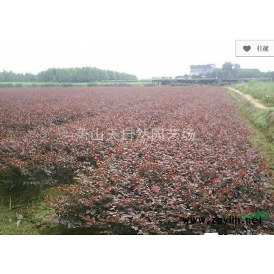 無(wú)刺枸骨小毛球 H50P30