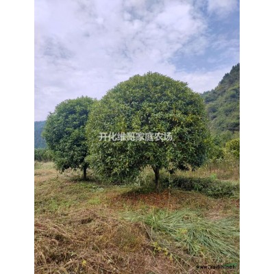 浙江乳源木蓮批發/供應