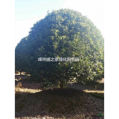 浙江北美冬青，高度100左右蓬型好，桿子粗壯產地直銷，大小有