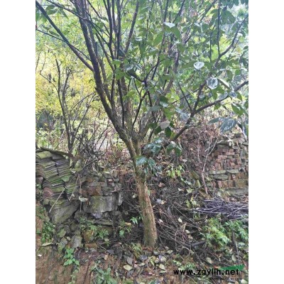 供應(yīng)高桿染井吉野早櫻1.2米到2米分支18公分到24公分