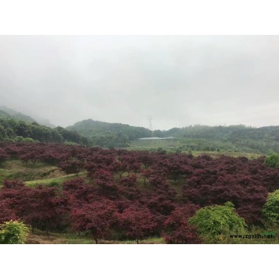 供應(yīng)精品櫻花染井吉野24公分/25公分/26公分/27公分