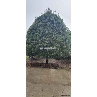 大小規格七葉樹10-40公分產地直銷七葉樹精品苗七葉樹工程苗