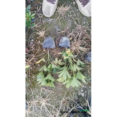自產(chǎn)自銷大量出售垂柳1-20公分