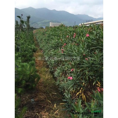 供應金葉水杉1～4米高，紅楓，紅梅，西府海