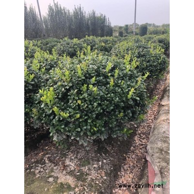 有刺狗骨球，紅花繼木球、紅葉石楠球、海桐球、大葉黃楊球