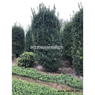 2019年大量金邊黃楊毛球，海桐毛球，金森毛球，金葉毛球，大