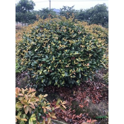 法國冬青，夾竹桃、木芙蓉、紫荊、花石榴、花桃、木槿、雞爪槭