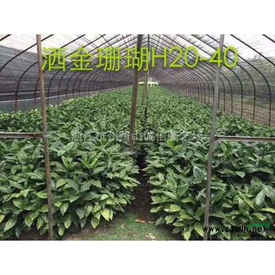 出售高桿紅葉公分石楠1-4，紅葉石楠、金森女貞、紅花繼木、海