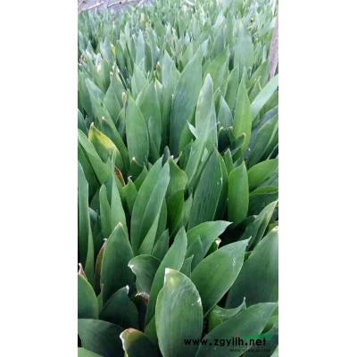 低價出售紫荊P3米，紫薇、海棠、夾竹桃、木芙蓉、紫荊、花石榴