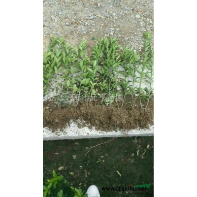 大量供應各類美人蕉  花葉美人蕉  黃花  紅花美人蕉