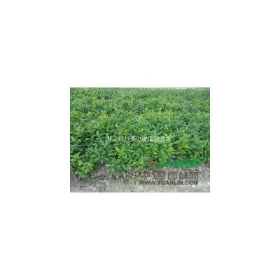 供應金葉水杉1～3米高1～4公分，晚櫻，早櫻，紫玉蘭，雞爪槭