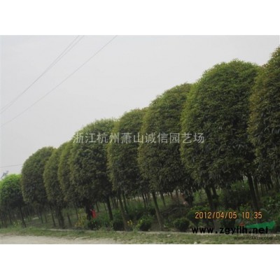 出售紅葉李4-8公分，夾竹桃、木芙蓉、紫荊、花石榴、花桃