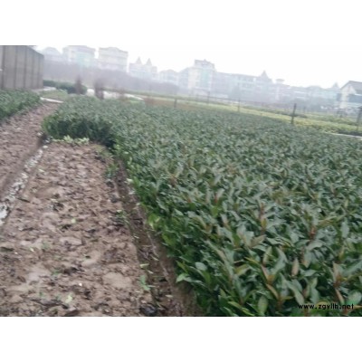 各類優質水生植物  千屈菜  睡蓮等