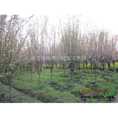 出售細(xì)葉芒杯苗、小葉梔子毛球，大葉黃楊柱大葉黃楊球、