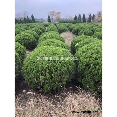 大葉黃楊2米，白玉蘭，紫玉蘭，廣玉蘭。桂花。美國紅楓，赤楓。
