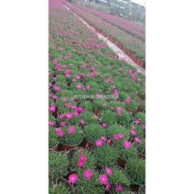 金邊黃楊1米，小葉女貞苗,水臘苗,紅王子錦帶小苗 側柏苗，