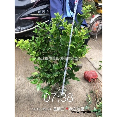 大葉梔子，紅葉石楠、金森女貞、紅花繼木、海桐、大葉黃楊、金邊