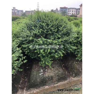 2019大量供應(yīng)南天竹毛球，紅花繼木毛球，大葉黃楊毛球，海桐