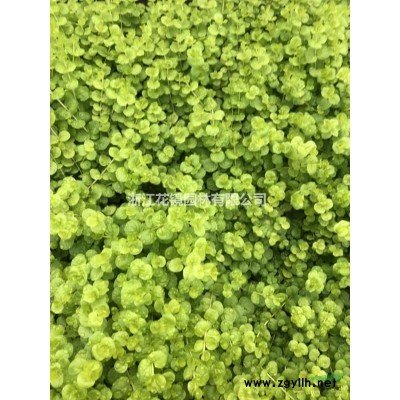 浙江地區(qū)供應(yīng)文化石，散石，型石，風(fēng)化石