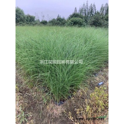 花葉珊瑚，黃金菊、美女櫻、叢生福祿考、地被石竹、常夏石竹、六