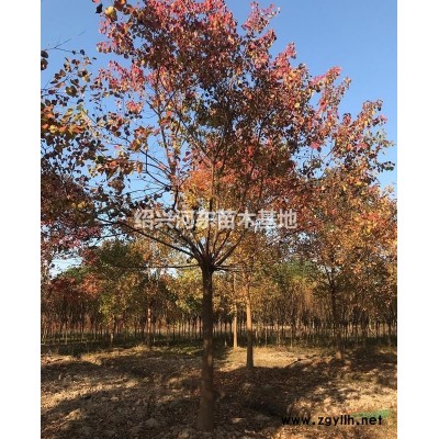 浙江桂花批發(fā)價格/杭州桂花供應/丹桂/八月桂/四季桂/金桂