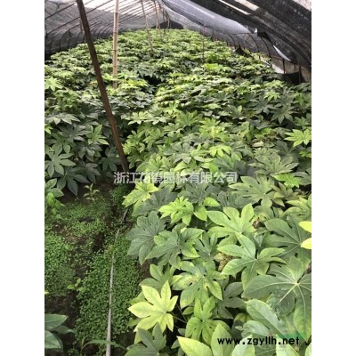 低價供應海桐苗，水生類：再力花、花葉蘆竹、水蔥、千屈菜、梭魚