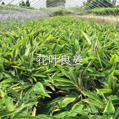 金葉女貞，細葉芒、蘆葦、旱傘草、水生鳶尾、西伯利亞鳶尾、荷花