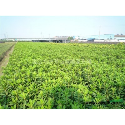 大紅花紫薇，海棠、夾竹桃、木芙蓉、紫荊、花石榴、花桃、木槿、