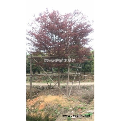浙江供應美國紅楓 精品美國紅楓