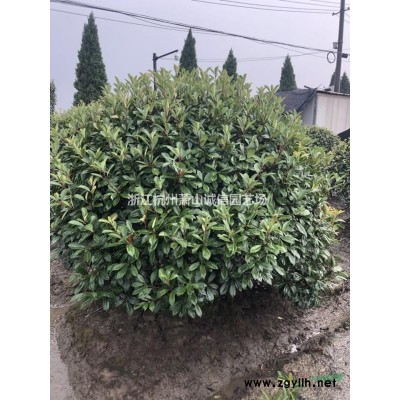 花石榴，夾竹桃、木芙蓉、紫荊、花石榴、花桃、木槿、雞爪槭